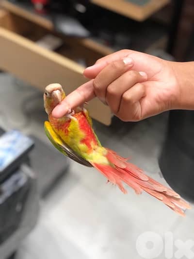 ببعاء كنيور