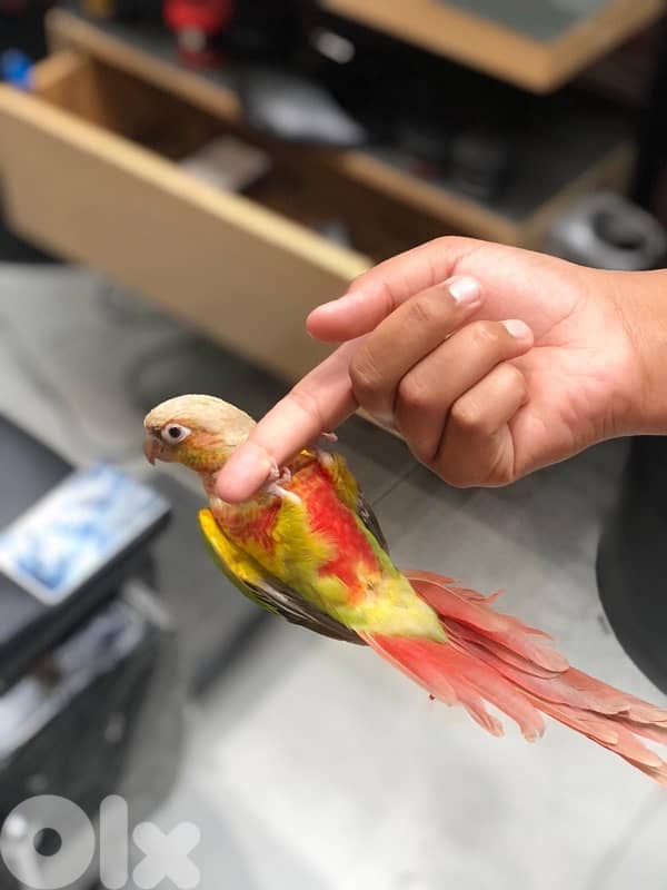 ببعاء كنيور 1