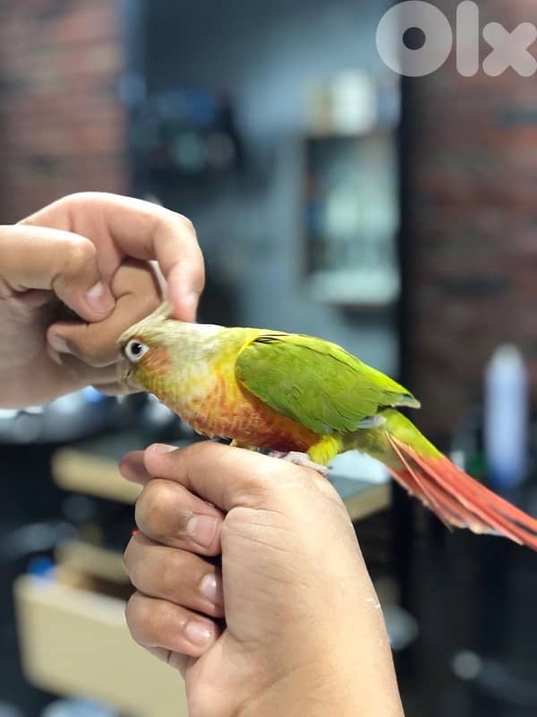 ببعاء كنيور 2