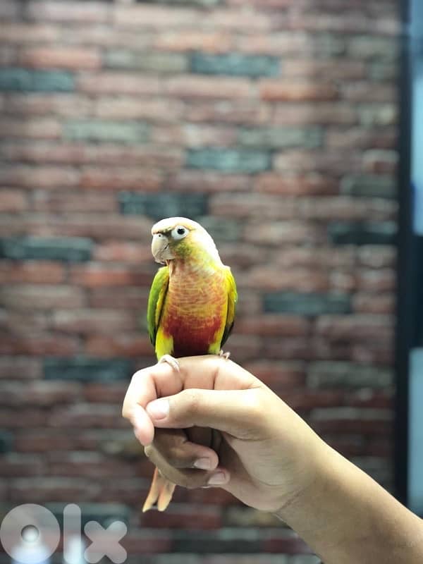 ببعاء كنيور 3