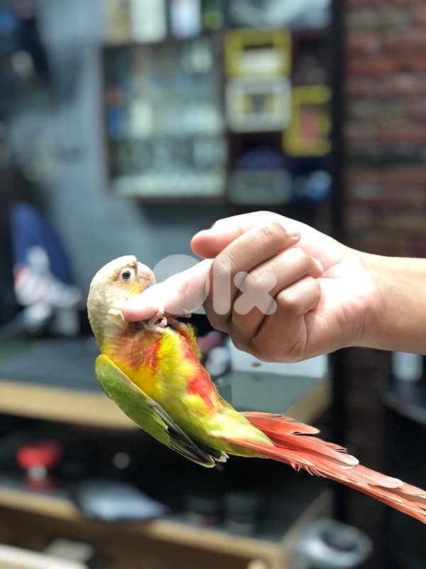 ببعاء كنيور 5