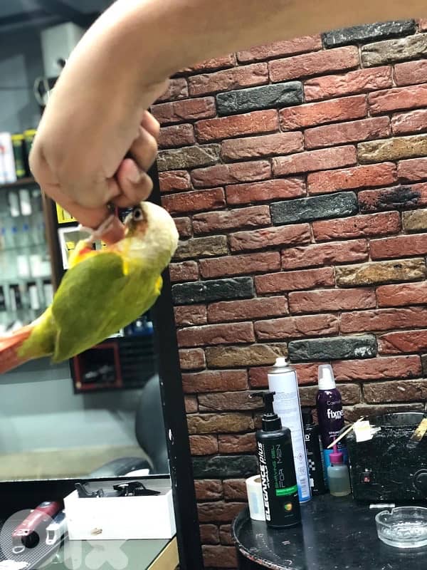 ببعاء كنيور 6