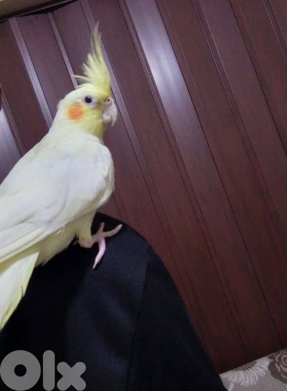 كروان لاتينو سوبرر ترويض 2