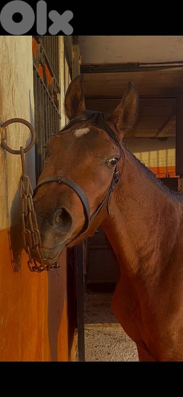 مهر واهو فرنسي للبيع