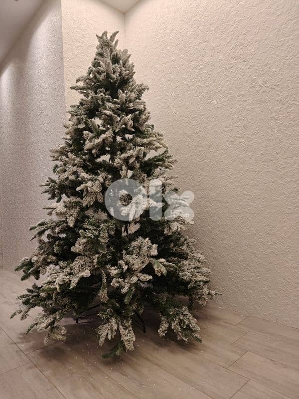 بيع سعر الشجره سعر  100 دولار قابله للتفاوض لل 1