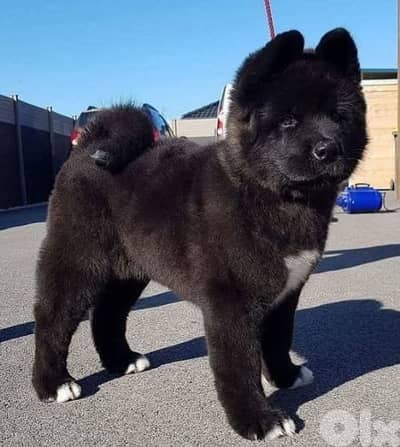 akita American black for Sale