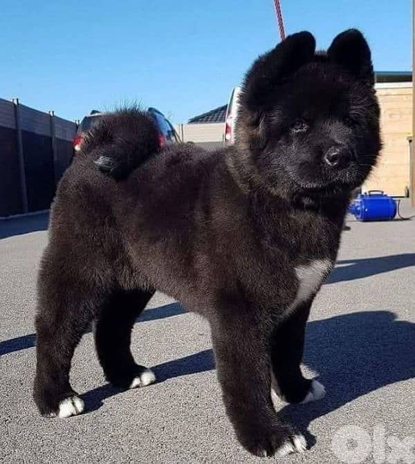 akita American black for Sale 0