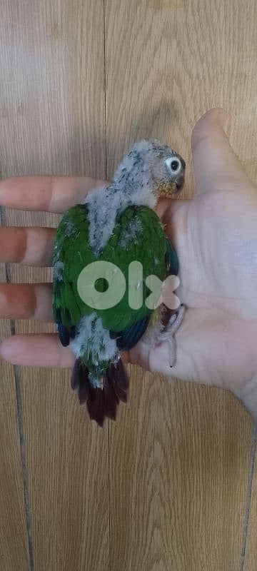 فرخ كونيور غرين شيك تزقيم