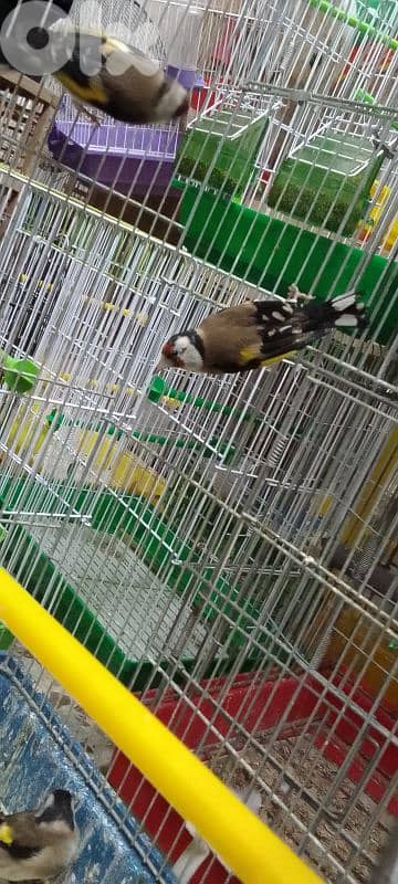 انتاية ح سون 0