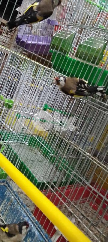 انتاية ح سون 1