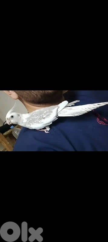 دكر كروان أليف جاهز