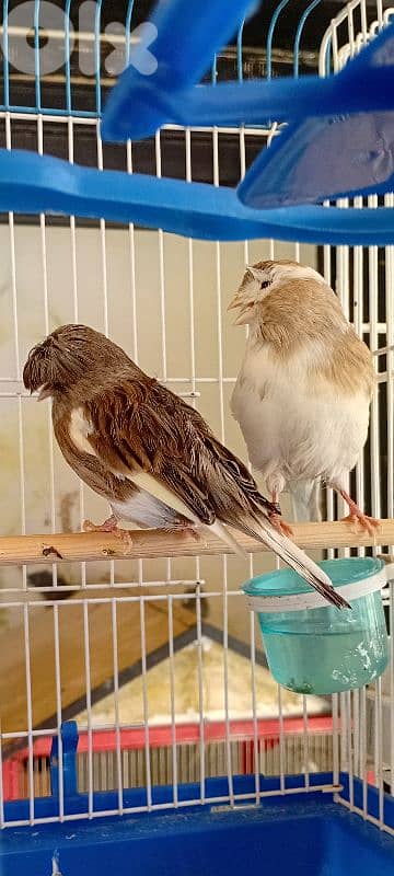 جوز كلستر جاهزين للبيع 0