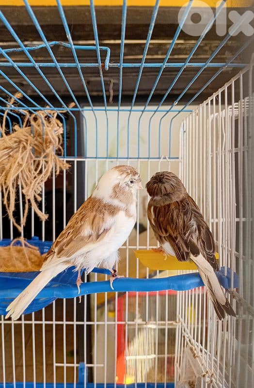 جوز كلستر جاهزين للبيع 2