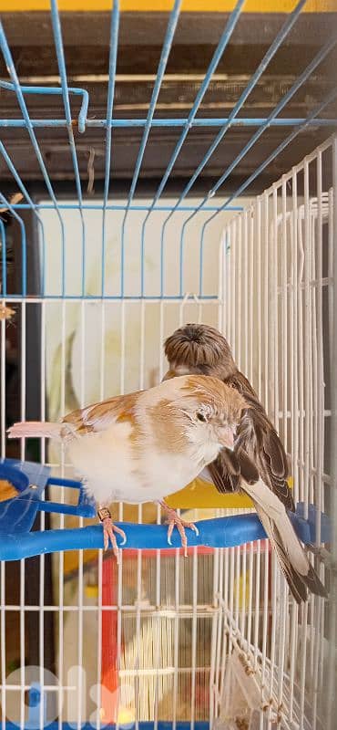 جوز كلستر جاهزين للبيع 3