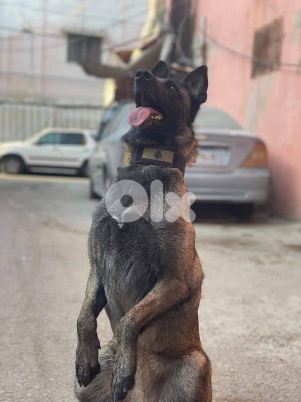 منطقة خلدة 0