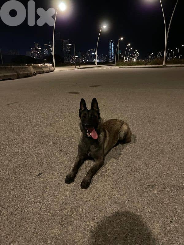 منطقة خلدة 1