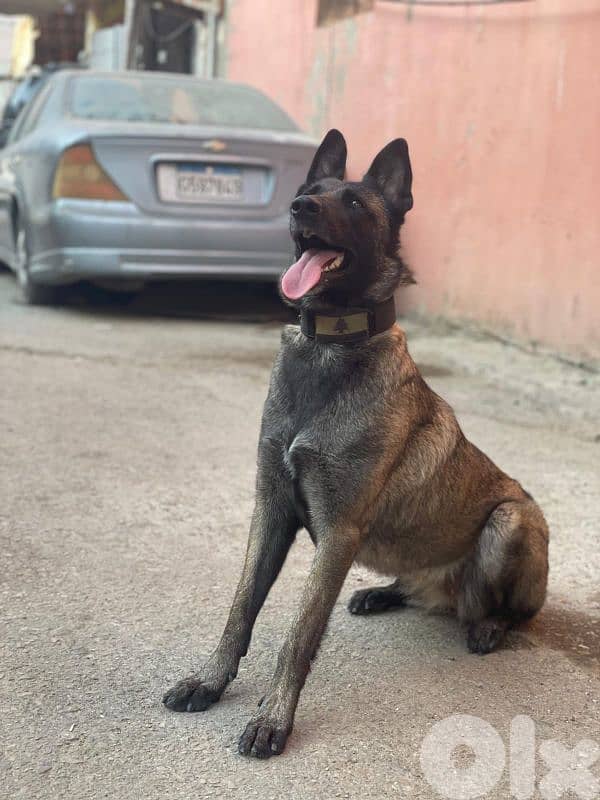 منطقة خلدة 2