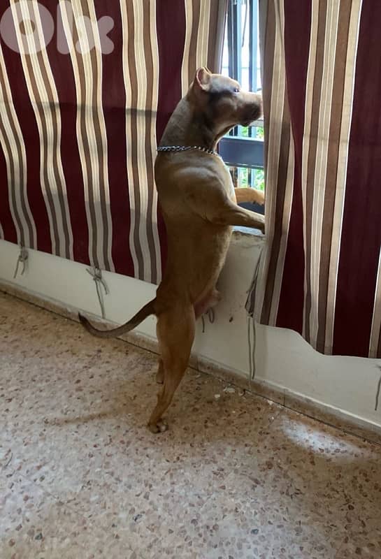 pitbull for adoption 0