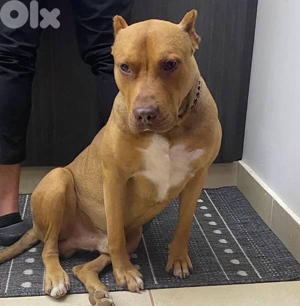 pitbull for adoption 1