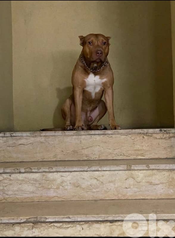 pitbull for adoption 2