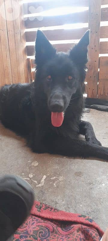German shepherd full black german shepherd 5