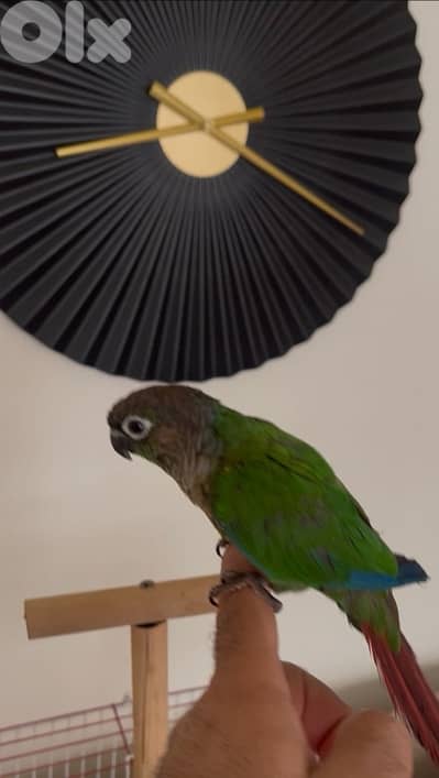 ببغاء كونيور اليف صحة ممتازة 03150733