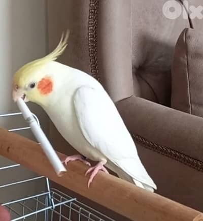 دكر كروان سوبر ترويض