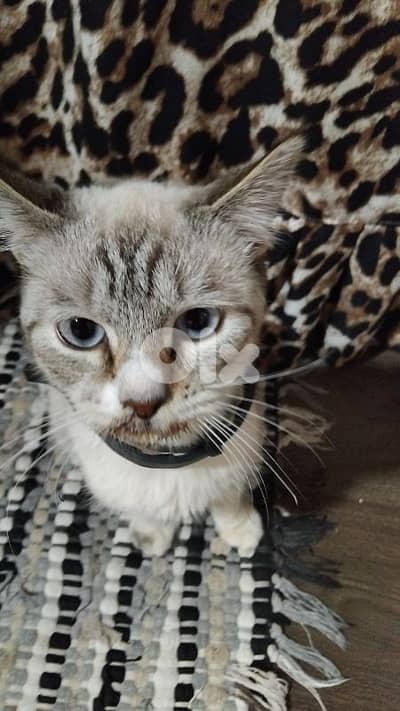 ارويسات جديده