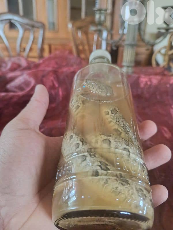 taxidermy beautiful peace still new for sale 50$ 1