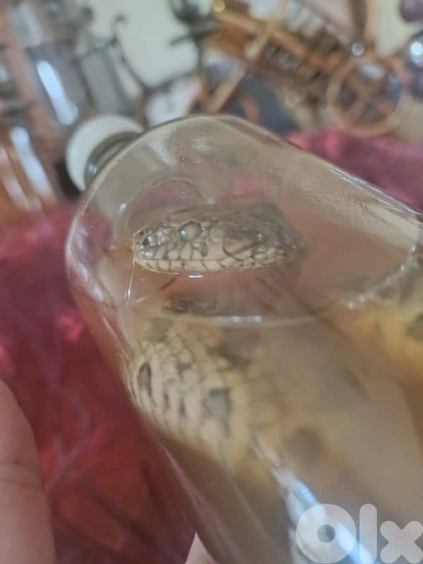 taxidermy beautiful peace still new for sale 50$ 2