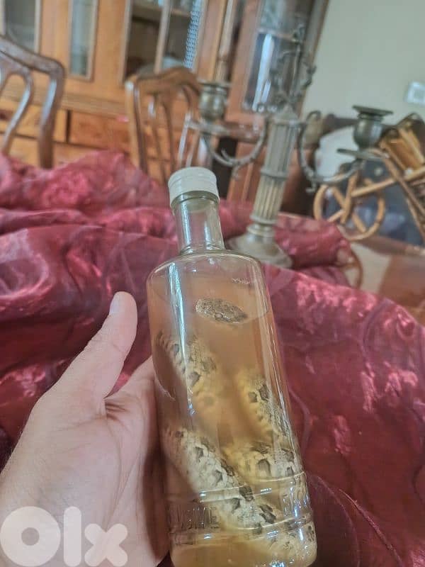 taxidermy beautiful peace still new for sale 50$ 3