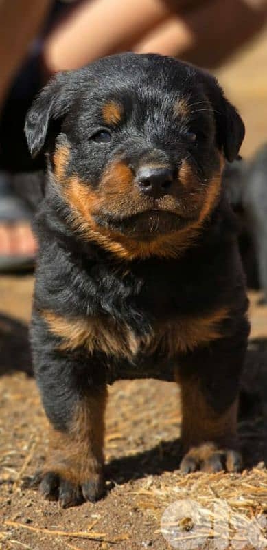 Purebred amazing rottweiler