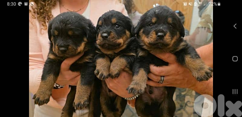 Purebred amazing rottweiler 1