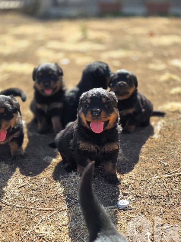Purebred amazing rottweiler 3
