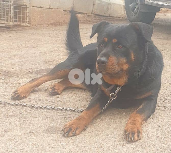 Purebred amazing rottweiler 4