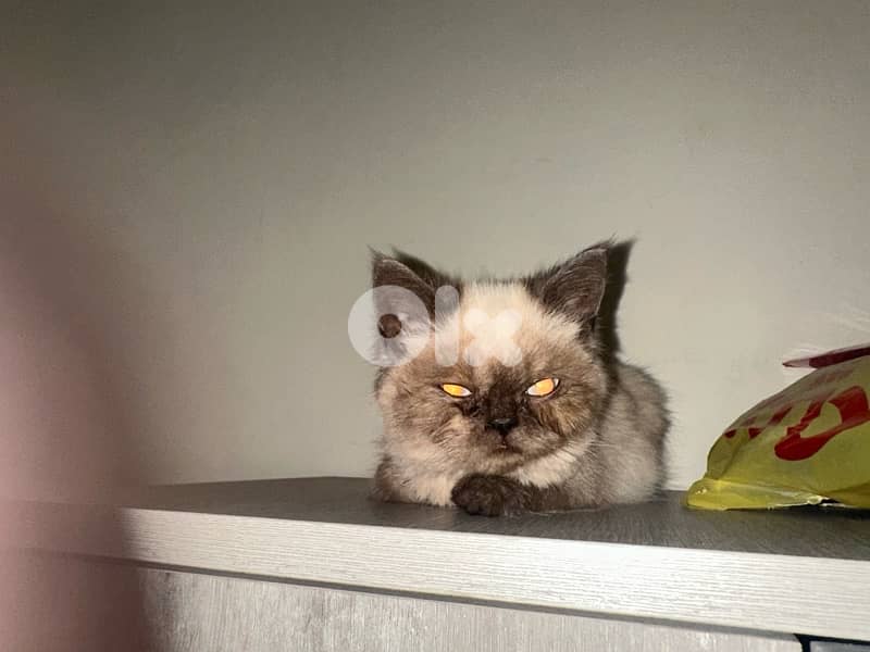 himalayan kitten for sale 71458969 1
