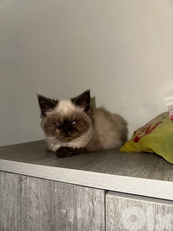 himalayan kitten for sale 71458969 3