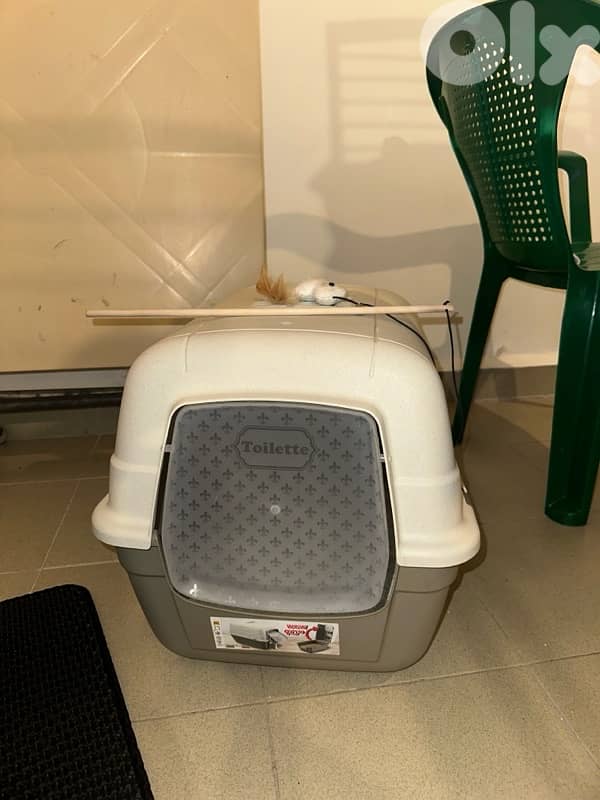 himalayan kitten for sale 71458969 5