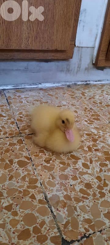 A duckling for sale for 40$ 0