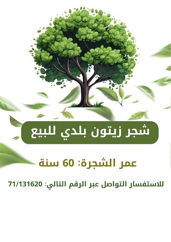 شجر زيتون بلدي للبيع 0