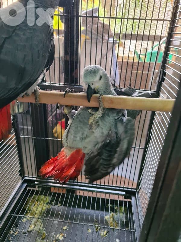 African grey parrot casko 3