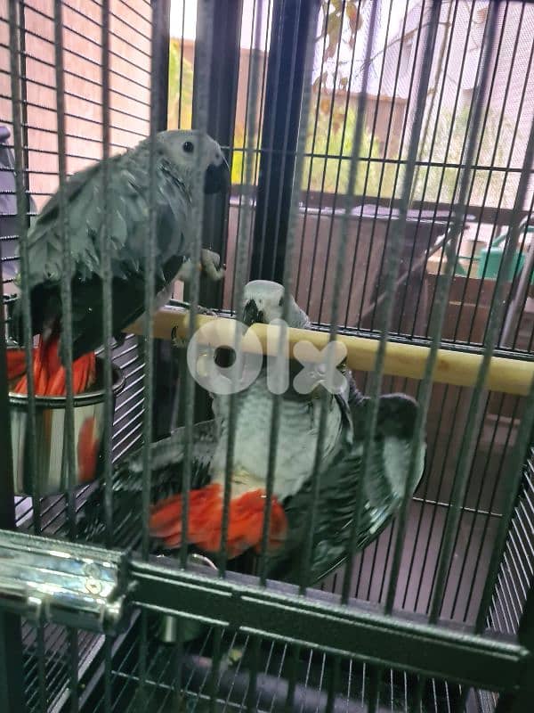 African grey parrot casko 4