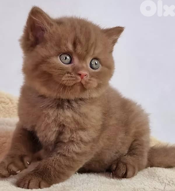 مطلوب بريتش سينامون شوكليت 0