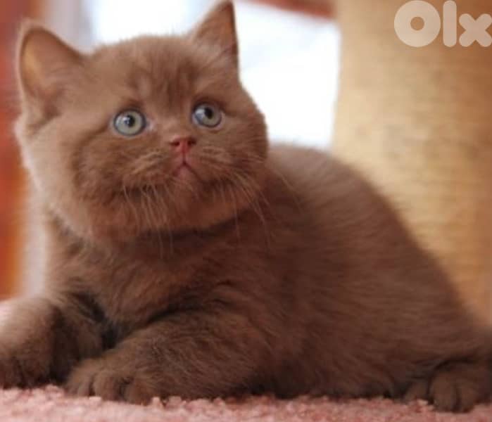 مطلوب بريتش سينامون شوكليت 1