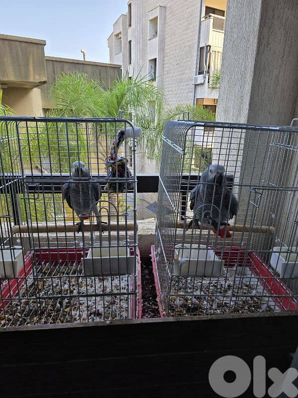 African grey parrot casko 0