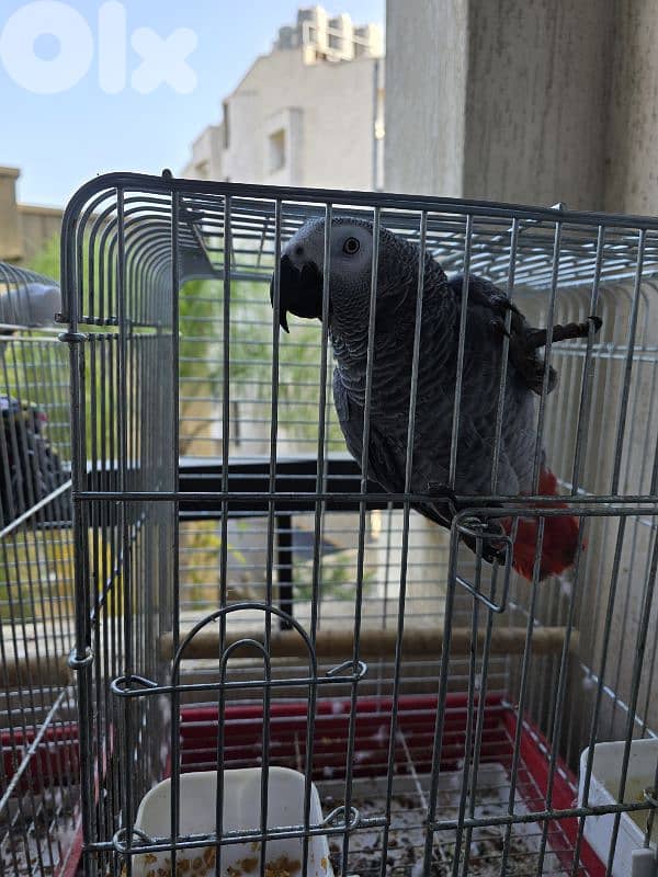 African grey parrot casko 2