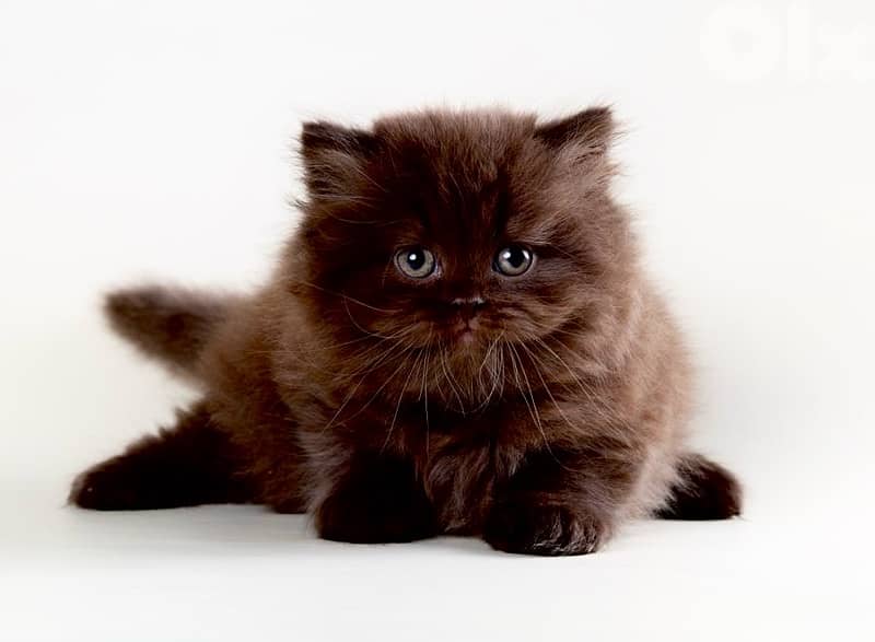 Cute Dark Chocolate Persian kitten in shop & Delivery Cat قطط 0