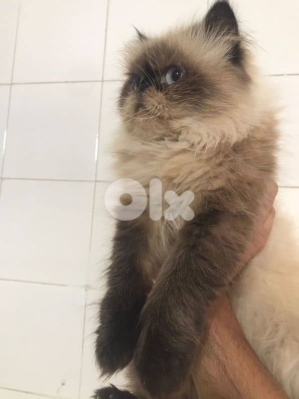 Himalayan pure  available 1