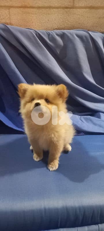 pomeranian 0