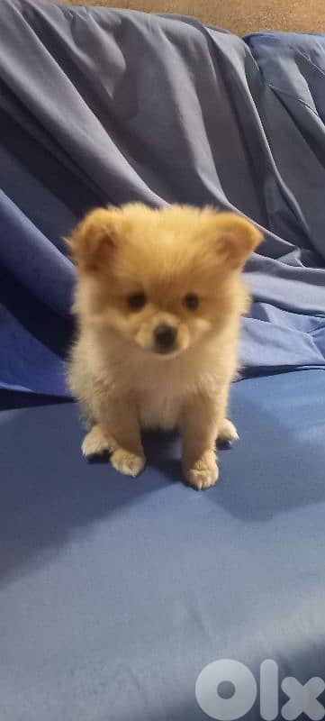 pomeranian 1